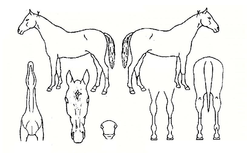 ÆòÁ¤ÀÇ´ë°¡ÀÇ Ãø¸é,¿ì¸é,µÞ¸é,µÎ»ó,´Ù¸®ÀÇ Æ¯Â¡µµÇØ