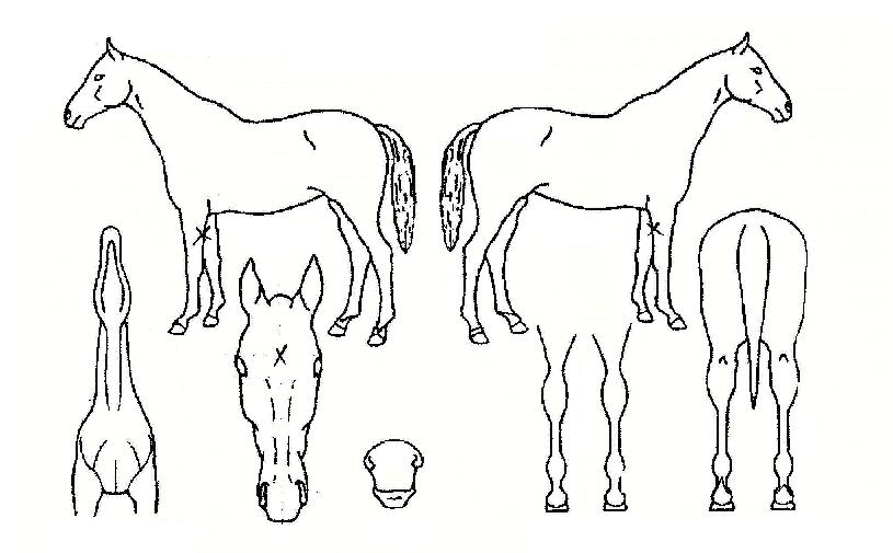 �������� ����,���,�޸�,�λ�,�ٸ��� Ư¡����