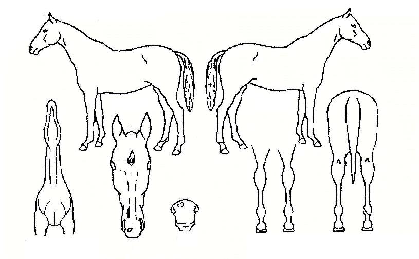 Ƽ���̽����̵��ڸ��� ����,���,�޸�,�λ�,�ٸ��� Ư¡����