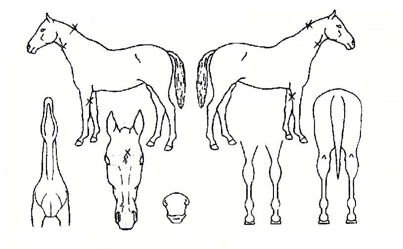 ¹é¸¸¼ÛÀÌÀÇ Ãø¸é,¿ì¸é,µÞ¸é,µÎ»ó,´Ù¸®ÀÇ Æ¯Â¡µµÇØ