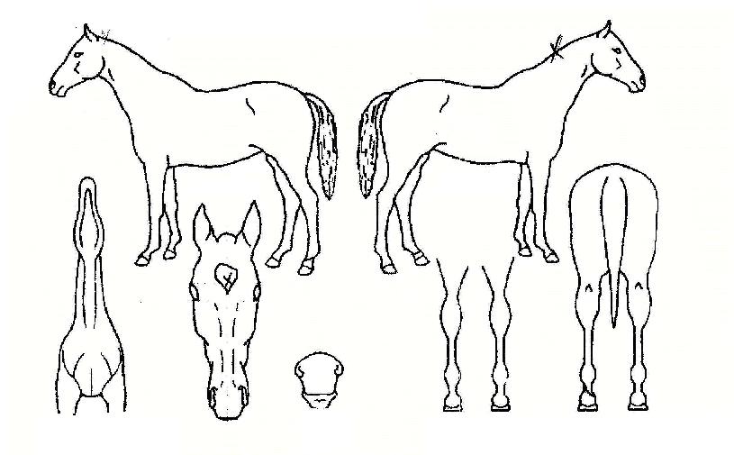 ��ǳ�ǿ����� ����,���,�޸�,�λ�,�ٸ��� Ư¡����