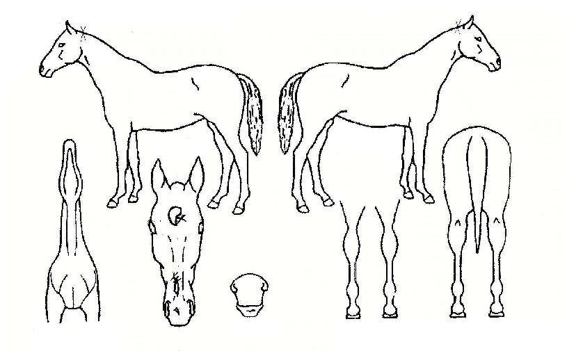 �Ŷ������� ����,���,�޸�,�λ�,�ٸ��� Ư¡����