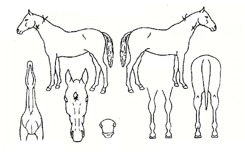 È£·É´ëÀåÀÇ Ãø¸é,¿ì¸é,µÞ¸é,µÎ»ó,´Ù¸®ÀÇ Æ¯Â¡µµÇØ