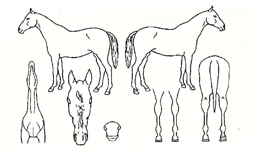 ��ǳ���� ����,���,�޸�,�λ�,�ٸ��� Ư¡����