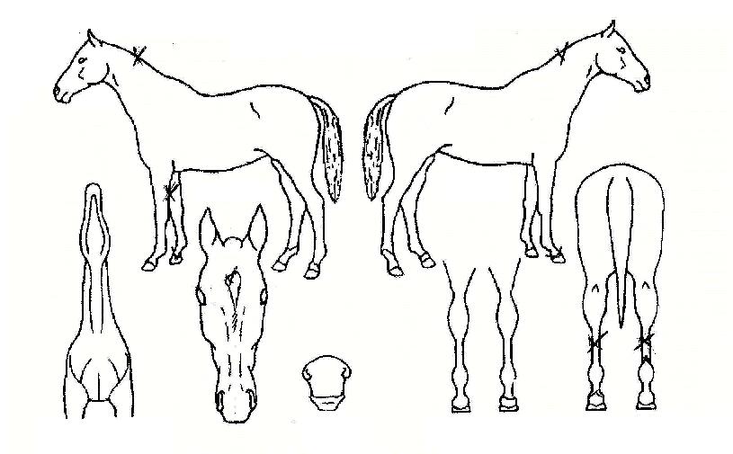 ´ë±¹¼±ÀÇ Ãø¸é,¿ì¸é,µÞ¸é,µÎ»ó,´Ù¸®ÀÇ Æ¯Â¡µµÇØ