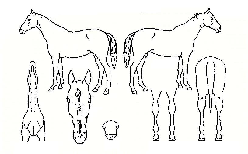 »ç°è»ç¶ûÀÇ Ãø¸é,¿ì¸é,µÞ¸é,µÎ»ó,´Ù¸®ÀÇ Æ¯Â¡µµÇØ