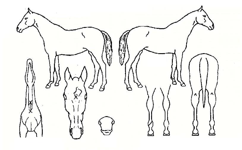 �������� ����,���,�޸�,�λ�,�ٸ��� Ư¡����