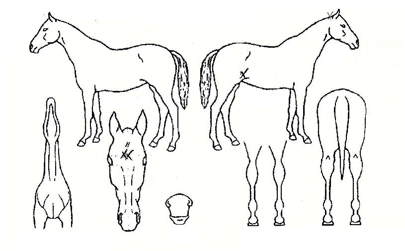 ���亰�� ����,���,�޸�,�λ�,�ٸ��� Ư¡����