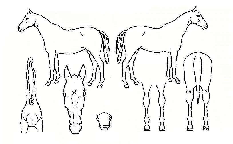 ¸¶ºÏ¼ºÀÇ Ãø¸é,¿ì¸é,µÞ¸é,µÎ»ó,´Ù¸®ÀÇ Æ¯Â¡µµÇØ