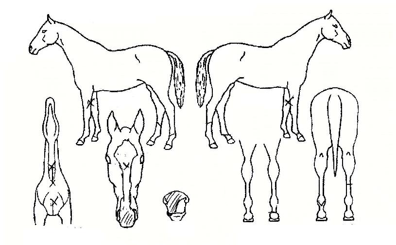 ���������� ����,���,�޸�,�λ�,�ٸ��� Ư¡����