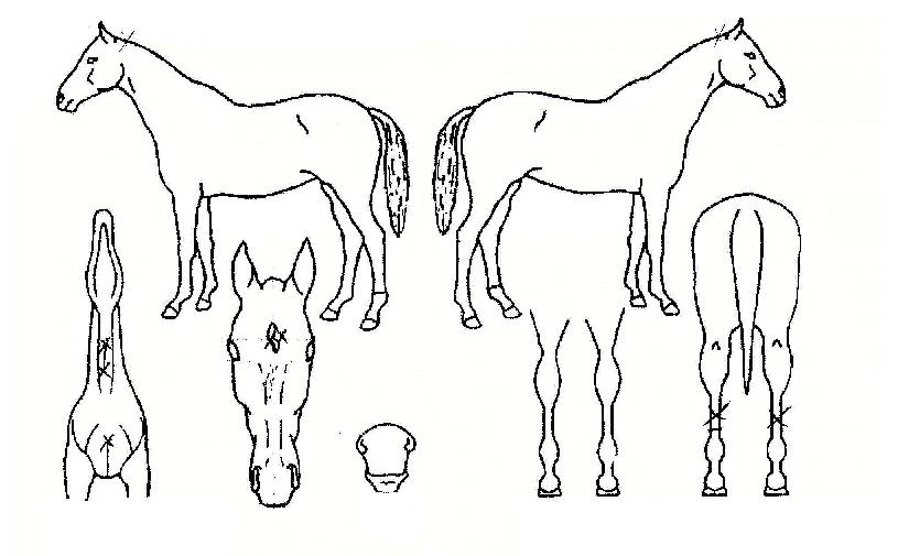 ÃʰżºÀÇ Ãø¸é,¿ì¸é,µÞ¸é,µÎ»ó,´Ù¸®ÀÇ Æ¯Â¡µµÇØ