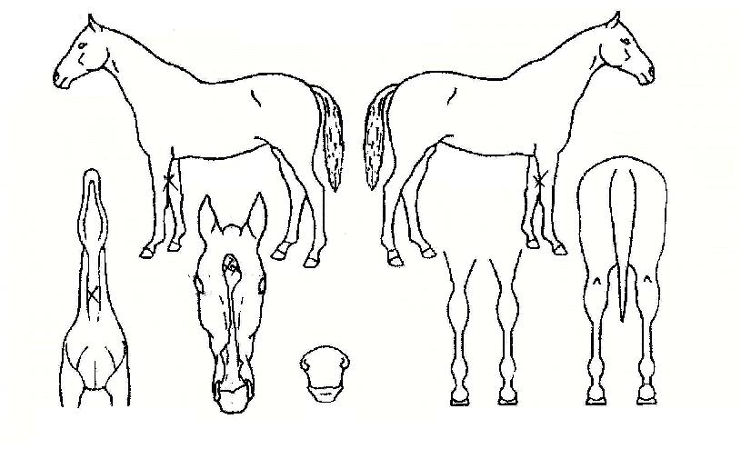 Æ÷¸ËÀÇ Ãø¸é,¿ì¸é,µÞ¸é,µÎ»ó,´Ù¸®ÀÇ Æ¯Â¡µµÇØ