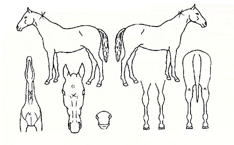 ���������� ����,���,�޸�,�λ�,�ٸ��� Ư¡����