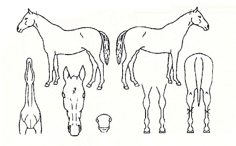 °í¼º´ÉÀÇ Ãø¸é,¿ì¸é,µÞ¸é,µÎ»ó,´Ù¸®ÀÇ Æ¯Â¡µµÇØ