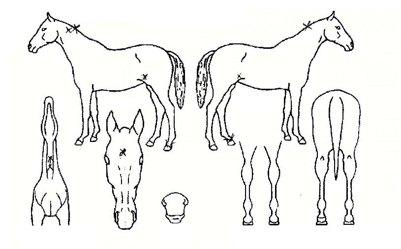 �ٶ��Ǻ��� ����,���,�޸�,�λ�,�ٸ��� Ư¡����