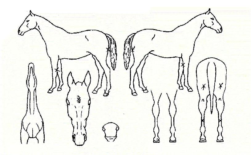 �׿��������� ����,���,�޸�,�λ�,�ٸ��� Ư¡����