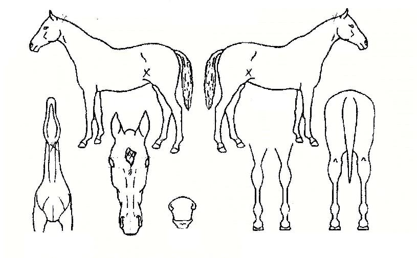 ������ ����,���,�޸�,�λ�,�ٸ��� Ư¡����