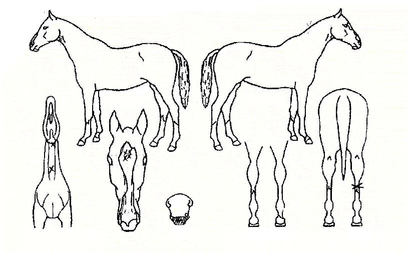 ��Ʈ�չڽ��� ����,���,�޸�,�λ�,�ٸ��� Ư¡����