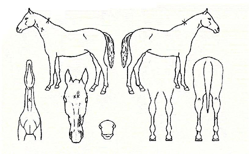 ���������� ����,���,�޸�,�λ�,�ٸ��� Ư¡����