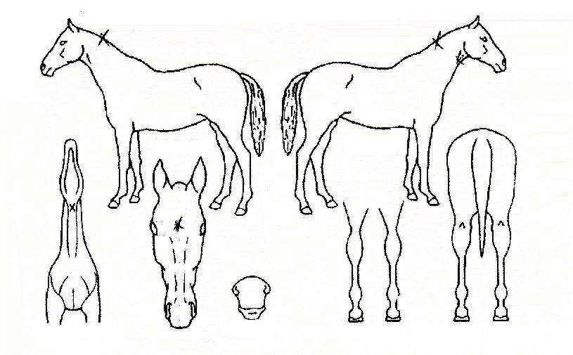 µå¸®¹ÖÆÄƼÀÇ Ãø¸é,¿ì¸é,µÞ¸é,µÎ»ó,´Ù¸®ÀÇ Æ¯Â¡µµÇØ