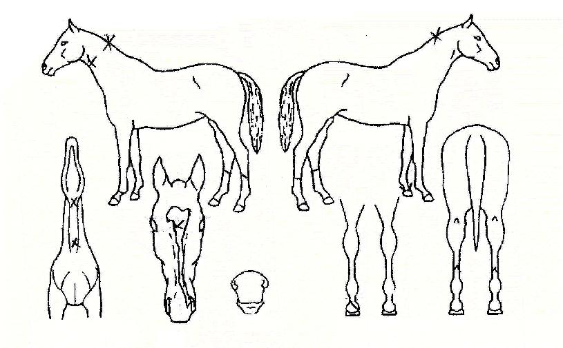 ¿ø¼®ÀÇ Ãø¸é,¿ì¸é,µÞ¸é,µÎ»ó,´Ù¸®ÀÇ Æ¯Â¡µµÇØ