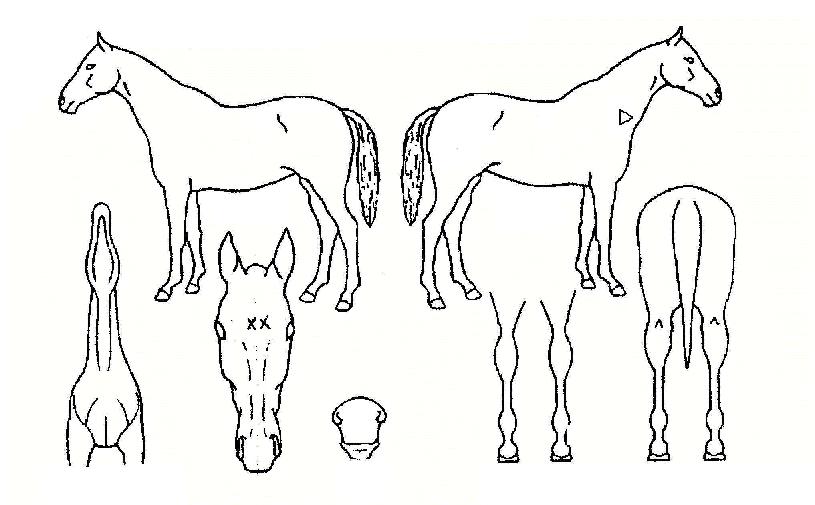 »ç¿ì½º¹þÀÚ¸¶ÀÇ Ãø¸é,¿ì¸é,µÞ¸é,µÎ»ó,´Ù¸®ÀÇ Æ¯Â¡µµÇØ