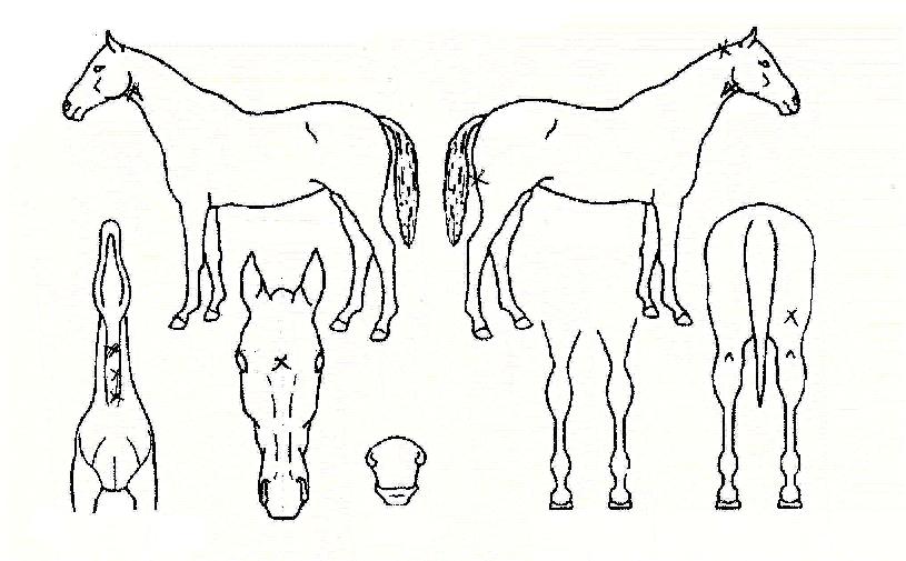 �帮�ֿ����� ����,���,�޸�,�λ�,�ٸ��� Ư¡����