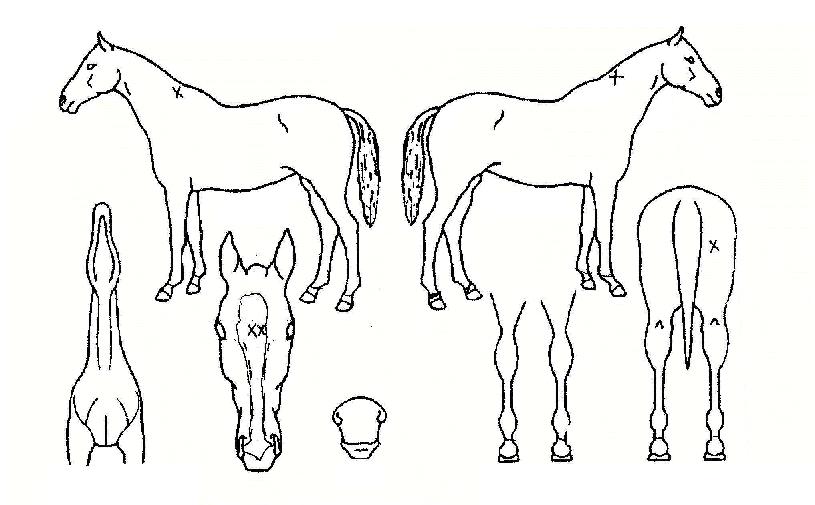 ¿ÍÀϵåij·ÑÀÚ¸¶ÀÇ Ãø¸é,¿ì¸é,µÞ¸é,µÎ»ó,´Ù¸®ÀÇ Æ¯Â¡µµÇØ