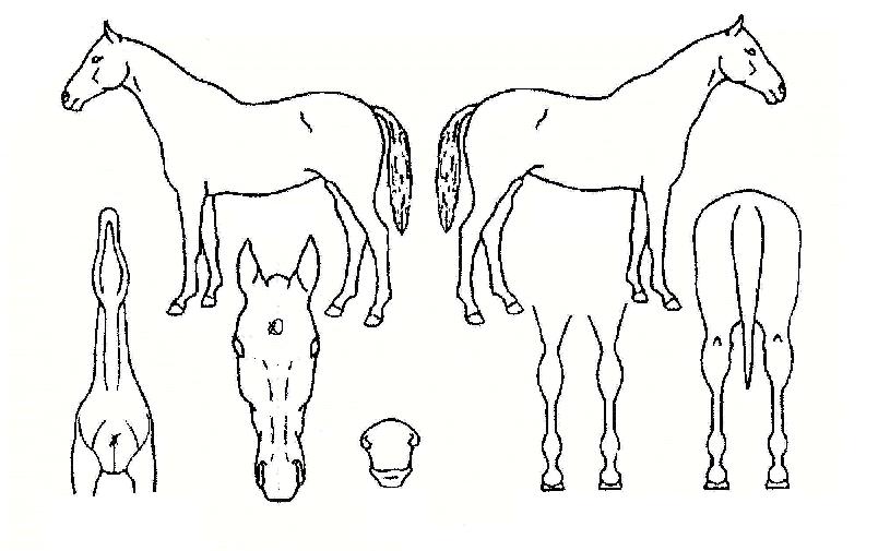 �������꽺īġ�ڸ��� ����,���,�޸�,�λ�,�ٸ��� Ư¡����