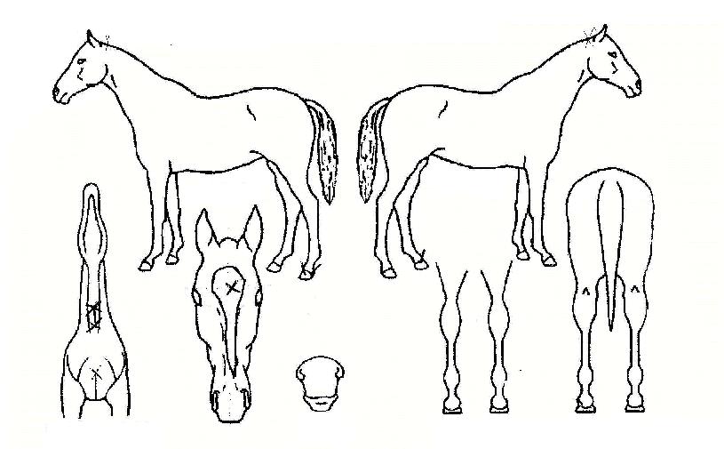 Ÿ¶óÇ÷¯½ºÀÇ Ãø¸é,¿ì¸é,µÞ¸é,µÎ»ó,´Ù¸®ÀÇ Æ¯Â¡µµÇØ