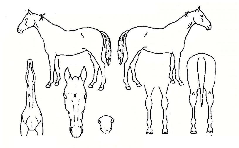 Àκ£½ºÆ®ÀÇ Ãø¸é,¿ì¸é,µÞ¸é,µÎ»ó,´Ù¸®ÀÇ Æ¯Â¡µµÇØ