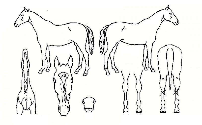 ¿õºñºÀÀÇ Ãø¸é,¿ì¸é,µÞ¸é,µÎ»ó,´Ù¸®ÀÇ Æ¯Â¡µµÇØ