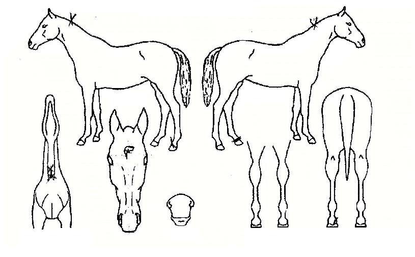 ´º¶óÀÌ´õÀÇ Ãø¸é,¿ì¸é,µÞ¸é,µÎ»ó,´Ù¸®ÀÇ Æ¯Â¡µµÇØ