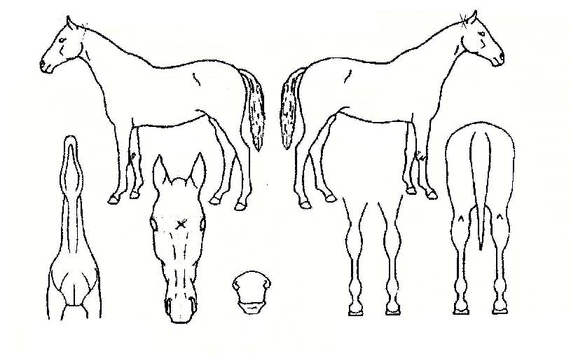 ���̵�δϽ��ڸ��� ����,���,�޸�,�λ�,�ٸ��� Ư¡����