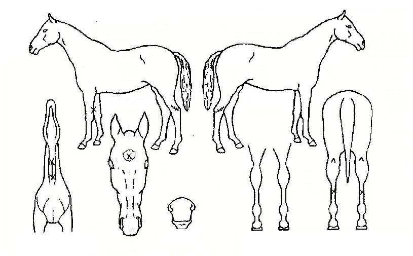 Ȧ�������ڸ��� ����,���,�޸�,�λ�,�ٸ��� Ư¡����