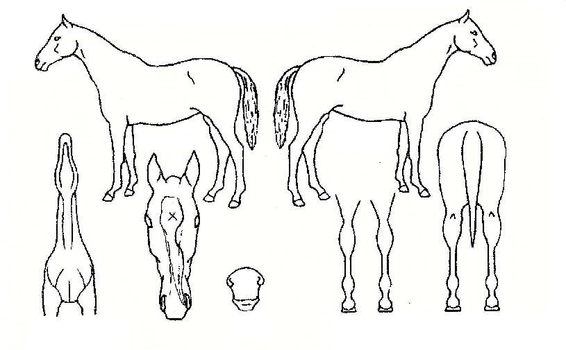 ºÀ¸²»êÀÇ Ãø¸é,¿ì¸é,µÞ¸é,µÎ»ó,´Ù¸®ÀÇ Æ¯Â¡µµÇØ