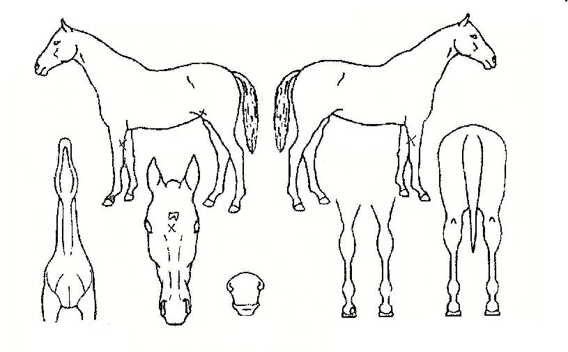 ¿Ãµå¹Ì½ºÀÇ Ãø¸é,¿ì¸é,µÞ¸é,µÎ»ó,´Ù¸®ÀÇ Æ¯Â¡µµÇØ