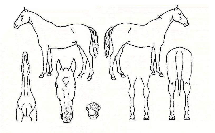 Ÿ°í³º°ÀÇ Ãø¸é,¿ì¸é,µÞ¸é,µÎ»ó,´Ù¸®ÀÇ Æ¯Â¡µµÇØ