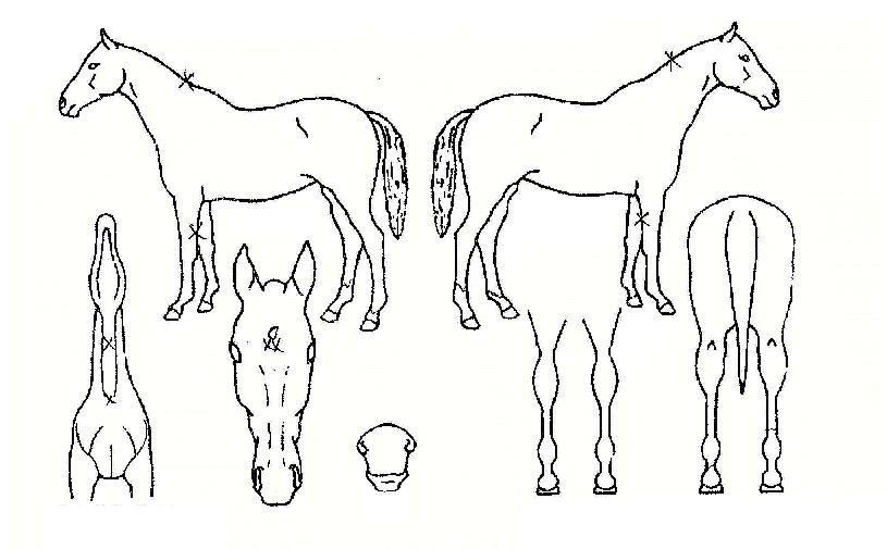 µ¹Ç³¿¹°¨ÀÚ¸¶ÀÇ Ãø¸é,¿ì¸é,µÞ¸é,µÎ»ó,´Ù¸®ÀÇ Æ¯Â¡µµÇØ