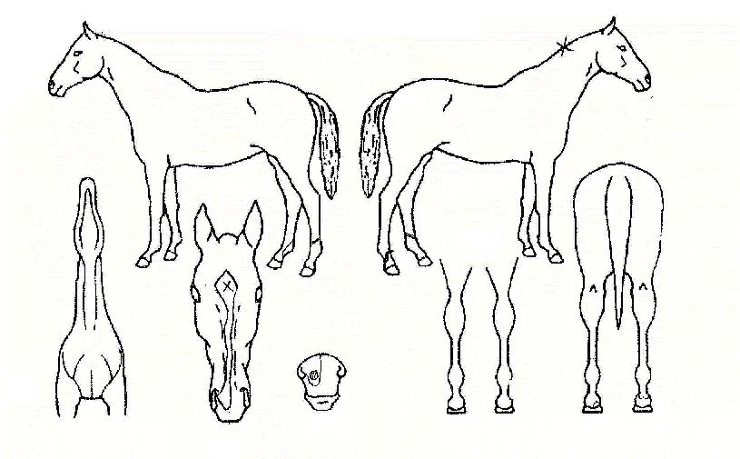 ½ºÆ®·¹ÀÕ¾ÆÀÌÁîÀÚ¸¶ÀÇ Ãø¸é,¿ì¸é,µÞ¸é,µÎ»ó,´Ù¸®ÀÇ Æ¯Â¡µµÇØ