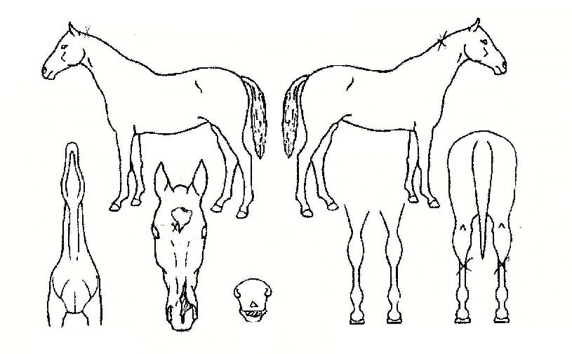 À̱ÛÀÇ Ãø¸é,¿ì¸é,µÞ¸é,µÎ»ó,´Ù¸®ÀÇ Æ¯Â¡µµÇØ