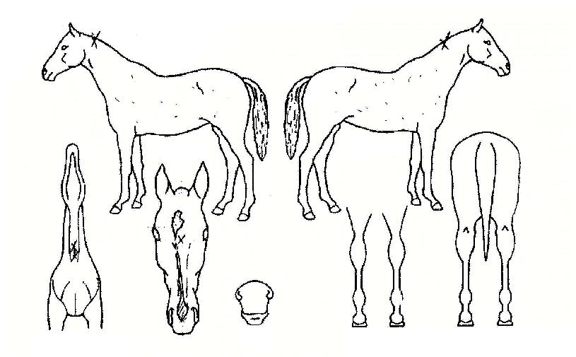 ¿ø´õÇ®¶óÀÌÇÁÀÇ Ãø¸é,¿ì¸é,µÞ¸é,µÎ»ó,´Ù¸®ÀÇ Æ¯Â¡µµÇØ