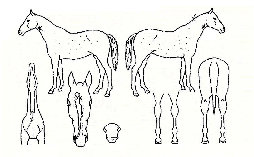 ��η��� ����,���,�޸�,�λ�,�ٸ��� Ư¡����