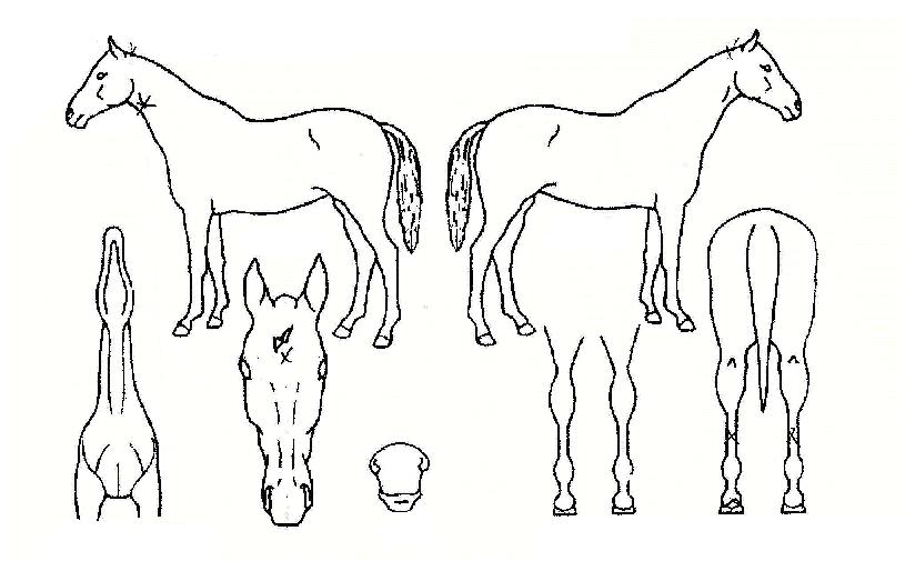 °ËÀºÆøÇ³ÀÇ Ãø¸é,¿ì¸é,µÞ¸é,µÎ»ó,´Ù¸®ÀÇ Æ¯Â¡µµÇØ