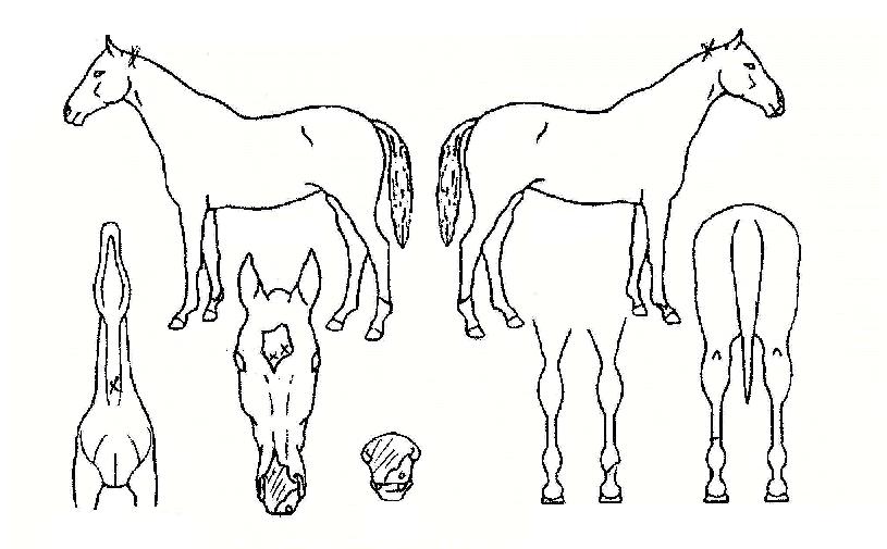 À§Ä¡ÁîÆ¼ÀÚ¸¶ÀÇ Ãø¸é,¿ì¸é,µÞ¸é,µÎ»ó,´Ù¸®ÀÇ Æ¯Â¡µµÇØ