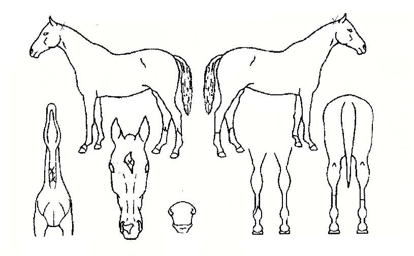 ±â¼¼µîµîÀÇ Ãø¸é,¿ì¸é,µÞ¸é,µÎ»ó,´Ù¸®ÀÇ Æ¯Â¡µµÇØ