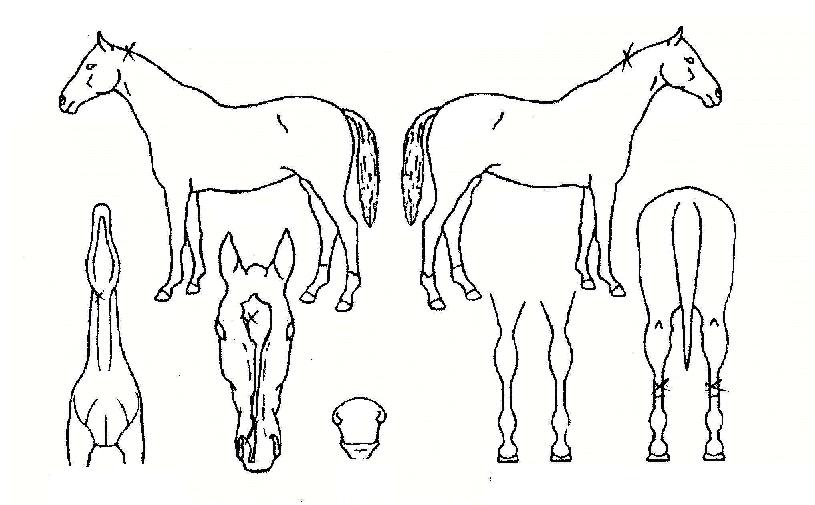 ¿ÍÀϵ己ÀÇ Ãø¸é,¿ì¸é,µÞ¸é,µÎ»ó,´Ù¸®ÀÇ Æ¯Â¡µµÇØ