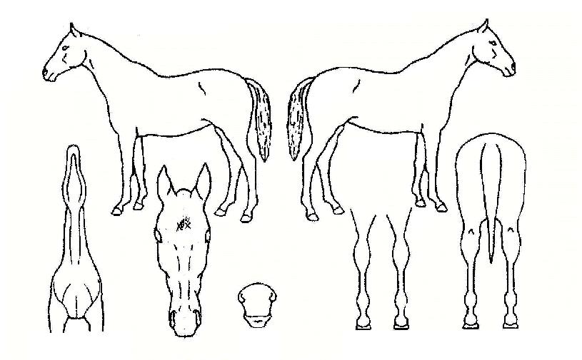 �������� ����,���,�޸�,�λ�,�ٸ��� Ư¡����