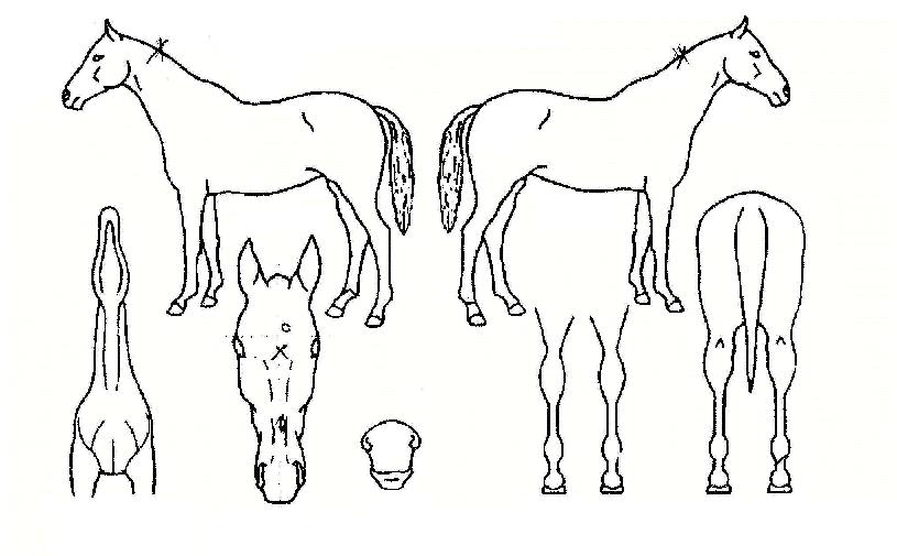 ±â¼º¿ª¼ºÀÇ Ãø¸é,¿ì¸é,µÞ¸é,µÎ»ó,´Ù¸®ÀÇ Æ¯Â¡µµÇØ