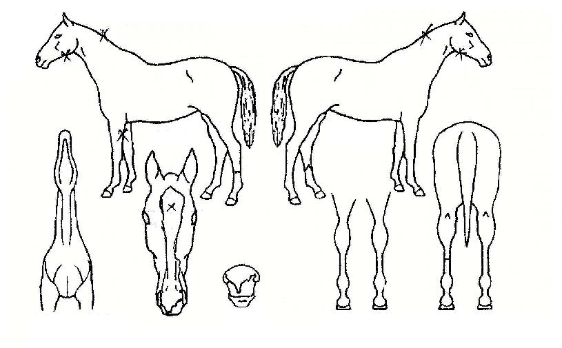 Ŭ·¹¹öÄ¿¹ö½ºÀÚ¸¶ÀÇ Ãø¸é,¿ì¸é,µÞ¸é,µÎ»ó,´Ù¸®ÀÇ Æ¯Â¡µµÇØ